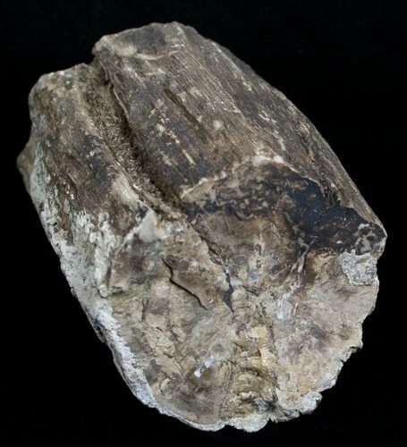 Unpolished Petrified Wood Limb - Blue Forest #6230